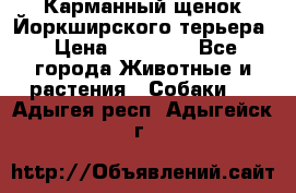 Карманный щенок Йоркширского терьера › Цена ­ 30 000 - Все города Животные и растения » Собаки   . Адыгея респ.,Адыгейск г.